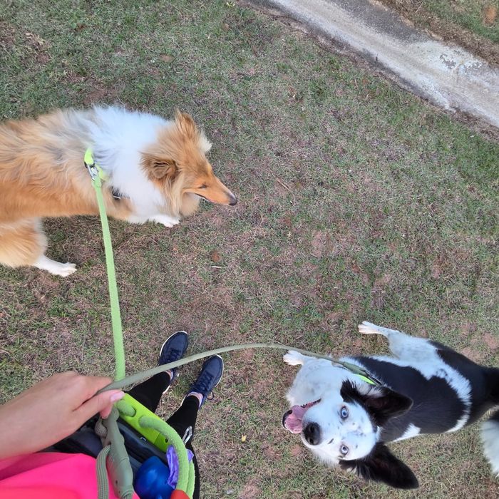 Pet cuidado pela Carol